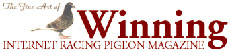 Link to Internet Racing Pigeon Magazine - Steven van Breemen - Leeghwaterstraat 68, 1221bh Hilversum, The Netherlands